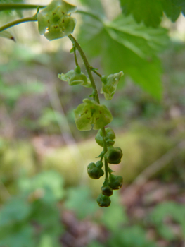 Petites fleurs à 5 pétales et 5 sépales regroupées en inflorescence de 10 à 20 individus de couleur vert-jaunâtre. Agrandir dans une nouvelle fenêtre (ou onglet)